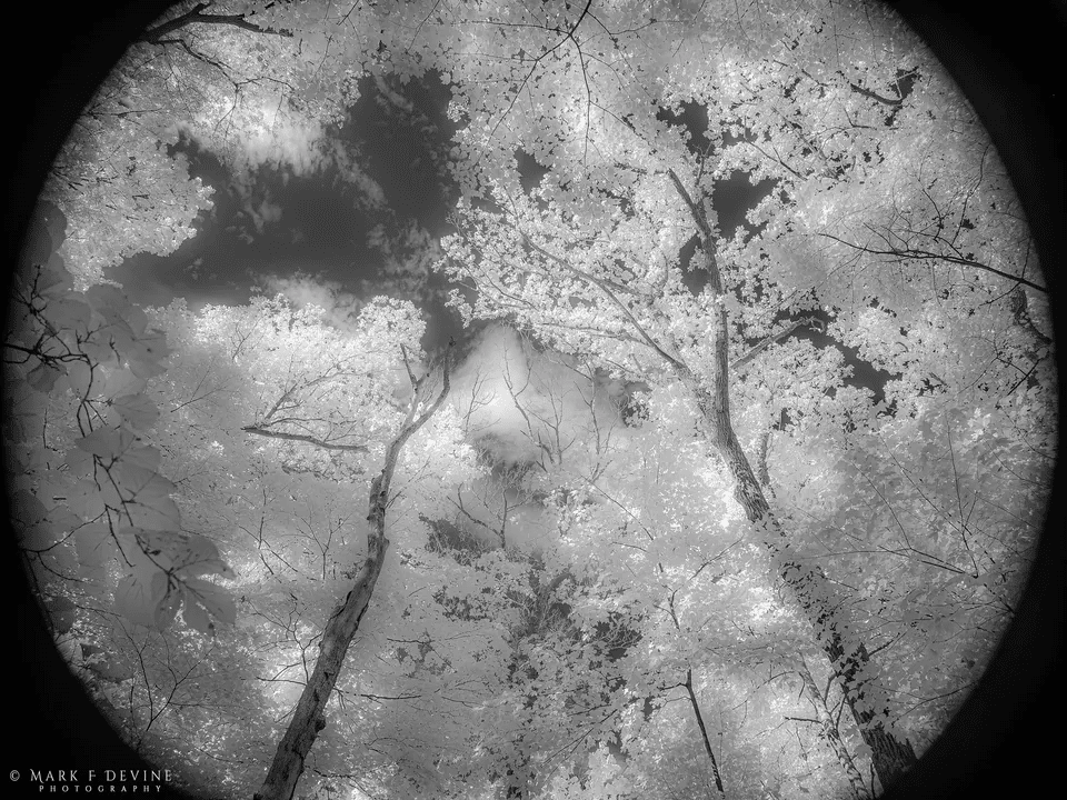 Autumn Dream
